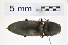 Foto (Dorsalansicht) von Acteniceromorphus crestonensis (Brown, 1935) (NHMW-ZOO-COL-0008396)